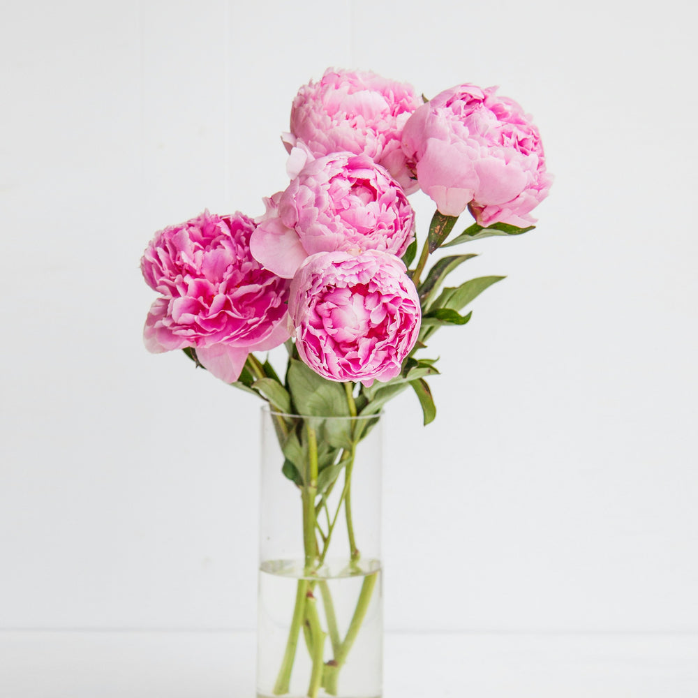 Bloomd