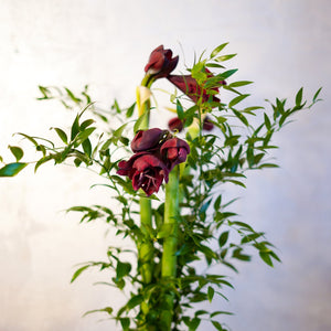 Bloomd