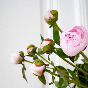 Bloomd